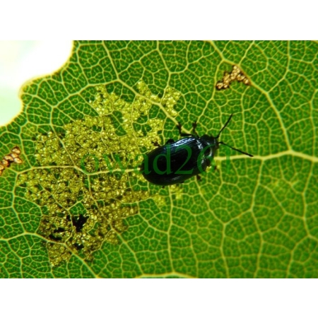 Phratora vitellinae (Linnaeus, 1758) Jątrewka wiklinówka